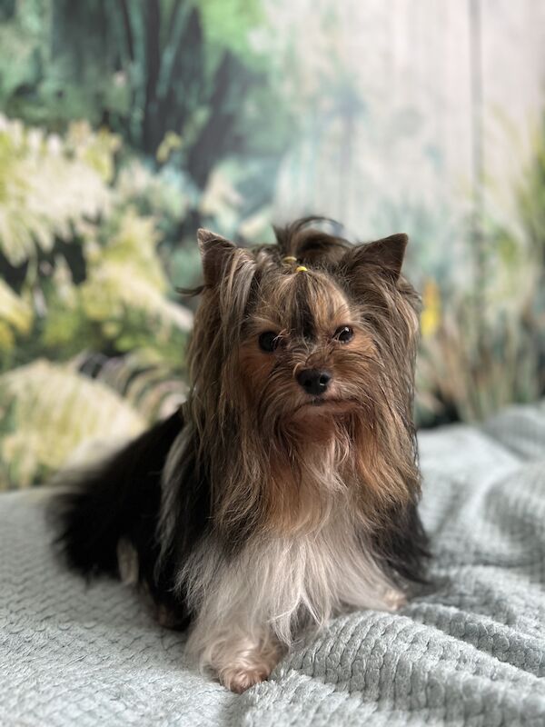 Biewer Yorkshire Terrier boy for sale in South Shields Tyne and Wear - Image 5