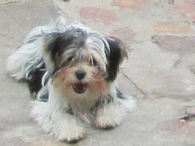 Biewer Yorkshire terrier puppies for sale in Birmingham, West Midlands - Image 1