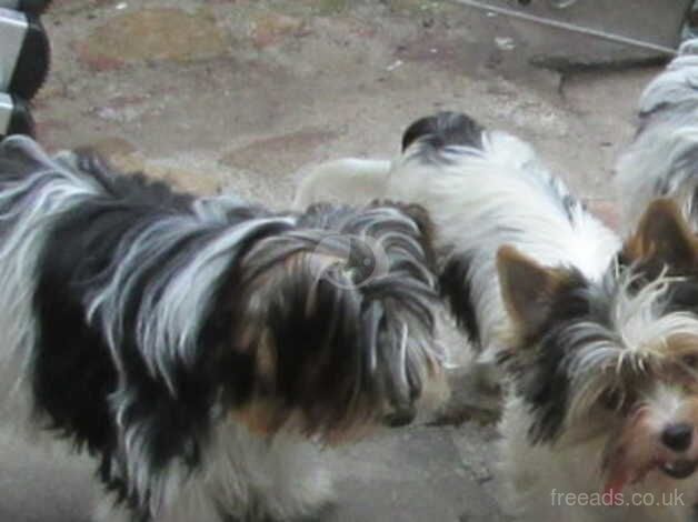 Biewer Yorkshire terrier puppies for sale in Birmingham, West Midlands - Image 5