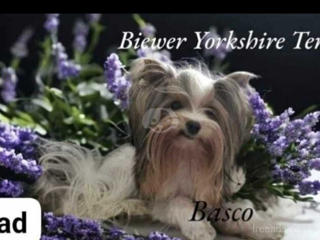 Biewer Yorkshire Terrier puppies for sale in London - Image 2