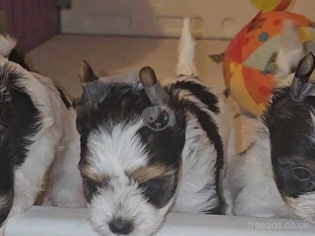 Biewer Yorkshire Terrier puppies for sale in London - Image 4