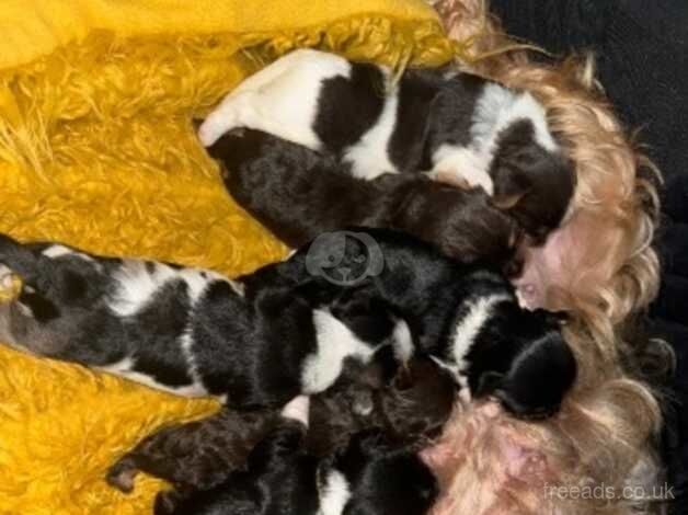 Blue merle Yorkshire terrier puppies for sale IHR registered parents for sale in Bolton, East Lothian - Image 1