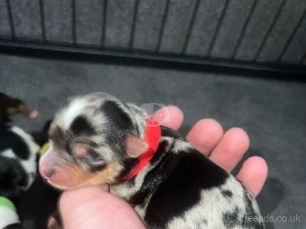 Blue merle Yorkshire terrier puppies for sale IHR registered parents for sale in Bolton, East Lothian - Image 2