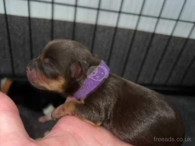 Blue merle Yorkshire terrier puppies for sale IHR registered parents for sale in Bolton, East Lothian - Image 4