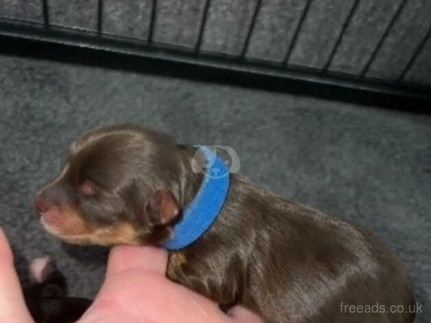 Blue merle Yorkshire terrier puppies for sale IHR registered parents for sale in Bolton, East Lothian - Image 5