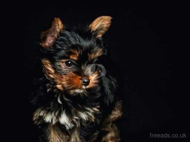 Boby and George really Yorkshire Terriers for sale in Peterborough, Cambridgeshire