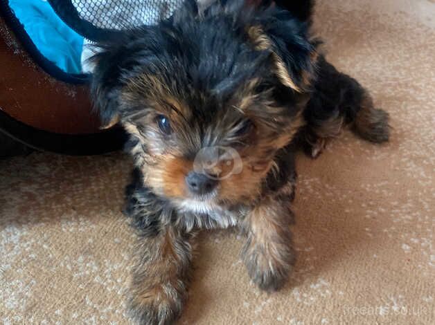 Boby Yorkshire Terrier in Peterborough for sale in Peterborough, Cambridgeshire