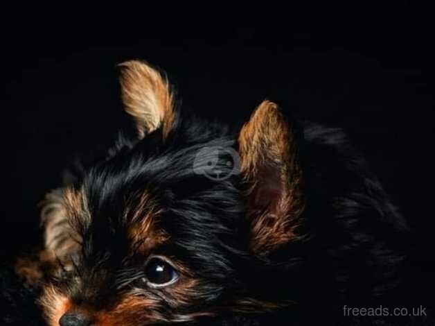 Boby Yorkshire Terrier in Peterborough for sale in Peterborough, Cambridgeshire - Image 3