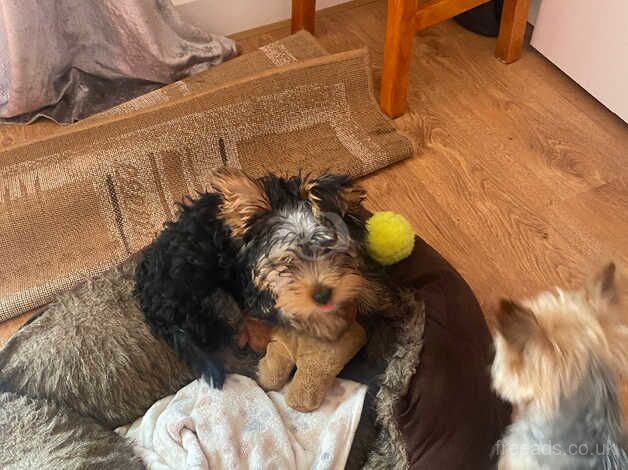 Boby Yorkshire Terrier in Peterborough for sale in Peterborough, Cambridgeshire - Image 4