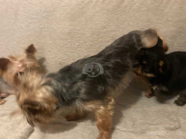 Boby Yorkshire Terrier in Peterborough for sale in Peterborough, Cambridgeshire - Image 5