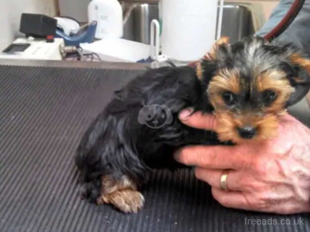 Cancellation (Yorkie boys) - UPDATE for sale in Manchester, Greater Manchester - Image 1