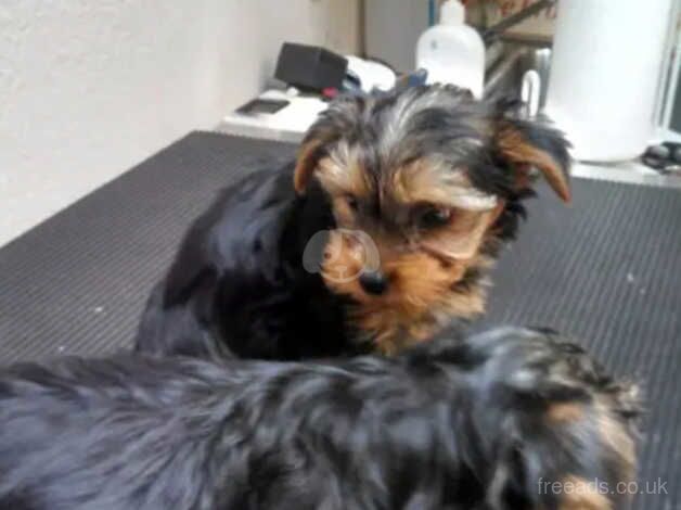 Cancellation (Yorkie boys) - UPDATE for sale in Manchester, Greater Manchester - Image 3
