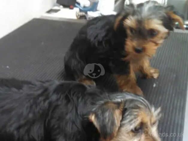Cancellation (Yorkie boys) - UPDATE for sale in Manchester, Greater Manchester - Image 4
