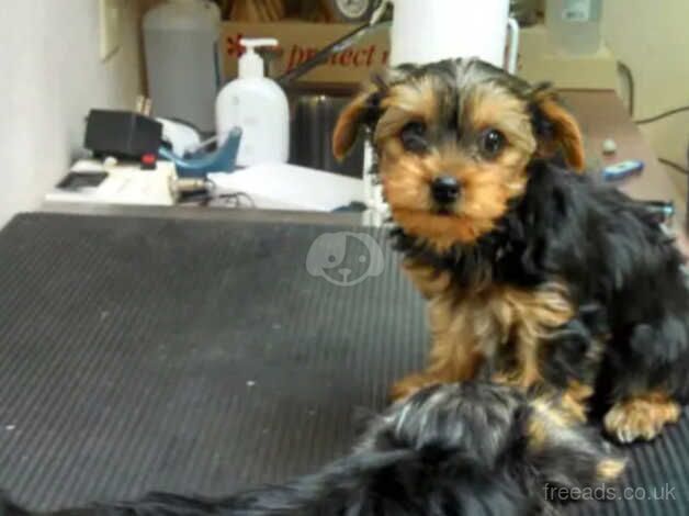 Cancellation (Yorkie boys) - UPDATE for sale in Manchester, Greater Manchester - Image 5