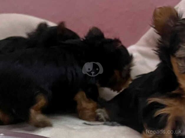 Certified, tamed Yorkie puppies for sale in Tamworth, Staffordshire