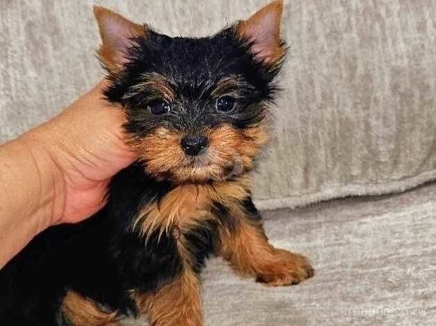 Certified, tamed Yorkie puppies for sale in Tamworth, Staffordshire - Image 2