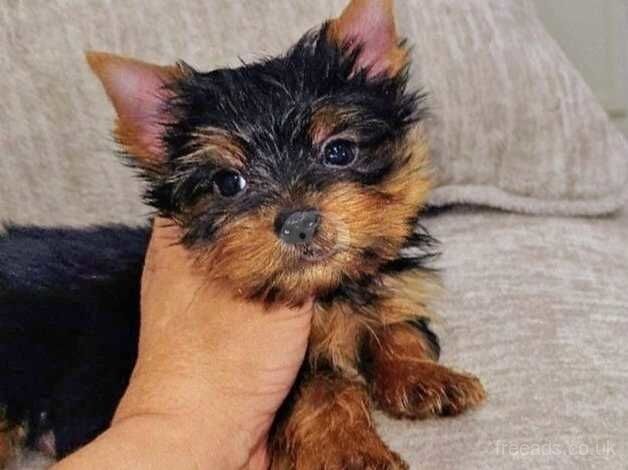 Certified, tamed Yorkie puppies for sale in Tamworth, Staffordshire - Image 3