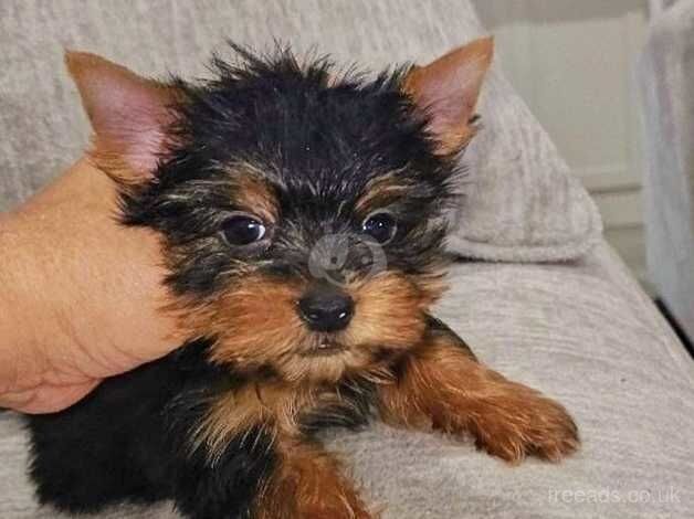 Certified, tamed Yorkie puppies for sale in Tamworth, Staffordshire - Image 4