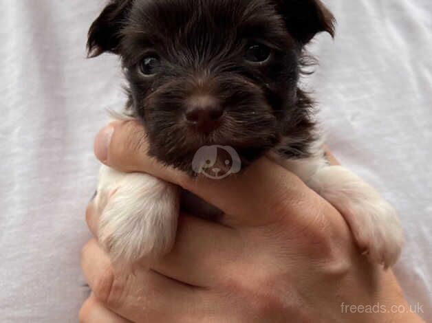 Chocolate and Biro Yorkshire Terrier for sale in Manchester, Greater Manchester - Image 1