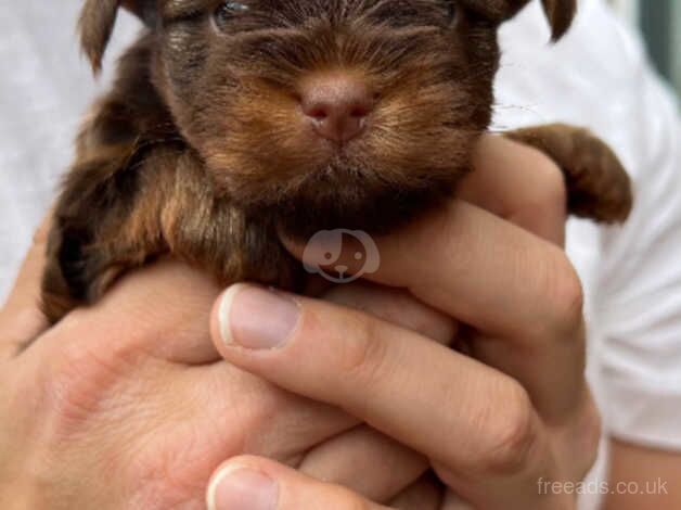 Chocolate and Biro Yorkshire Terrier for sale in Manchester, Greater Manchester - Image 2