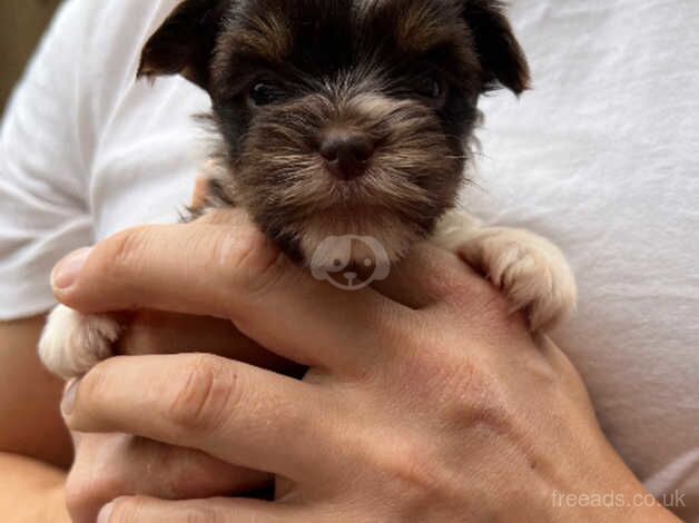 Chocolate and Biro Yorkshire Terrier for sale in Manchester, Greater Manchester - Image 3