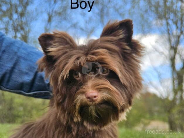 Chocolate Yorkshire terrier for sale in Glasgow, Glasgow City - Image 1