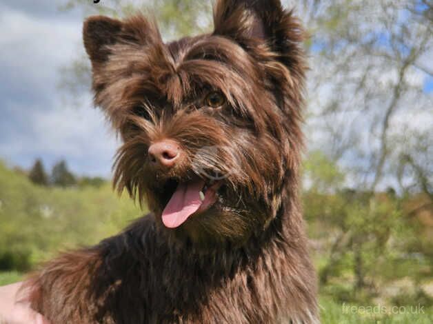 Chocolate Yorkshire terrier for sale in Glasgow, Glasgow City - Image 2