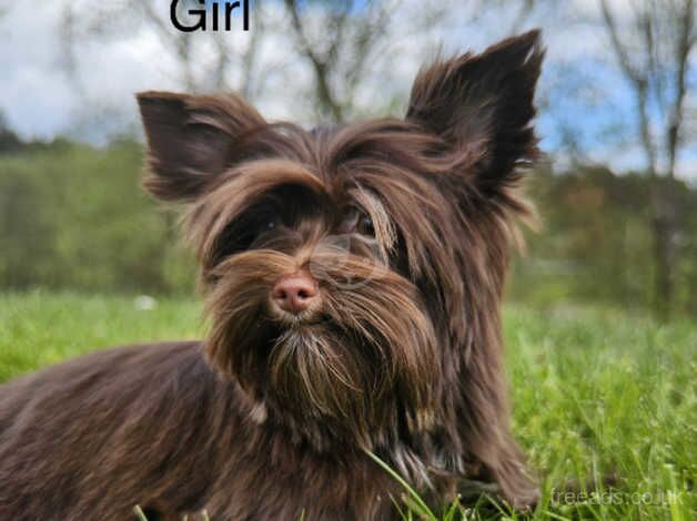 Chocolate Yorkshire terrier for sale in Glasgow, Glasgow City - Image 3