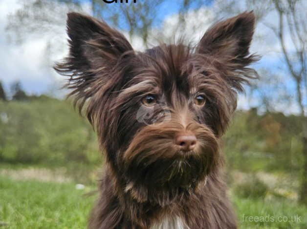 Chocolate Yorkshire terrier for sale in Glasgow, Glasgow City - Image 4
