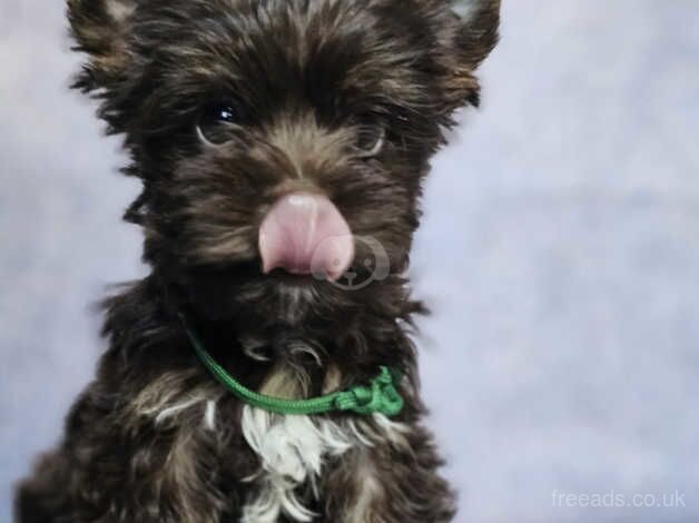 Chocolate Yorkshire terrier for sale in Glasgow, Glasgow City - Image 5