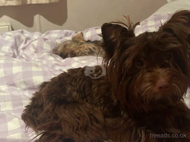 Chocolate Yorkshire Terrier for sale in Newport - Image 1