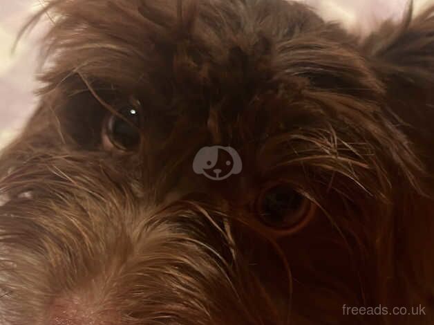 Chocolate Yorkshire Terrier for sale in Newport - Image 2