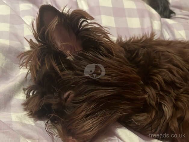 Chocolate Yorkshire Terrier for sale in Newport - Image 3