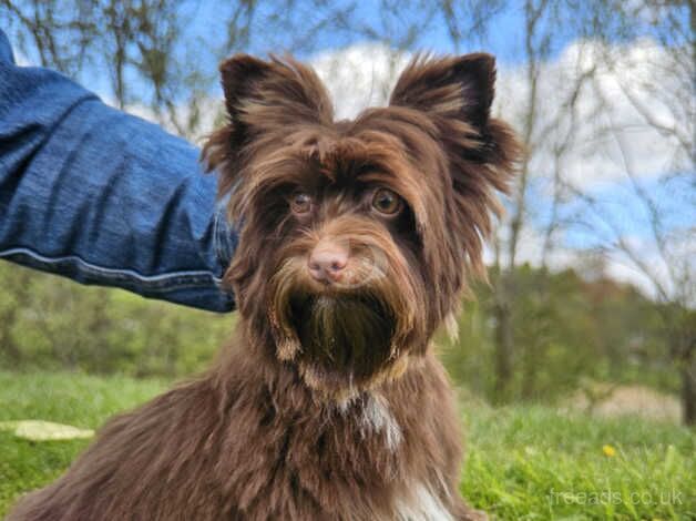 Chocolate Yorkshire Terrier for sale in Newport - Image 4