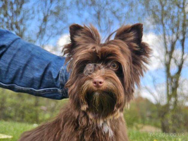 Chocolate Yorkshire Terrier for sale in Newport - Image 5