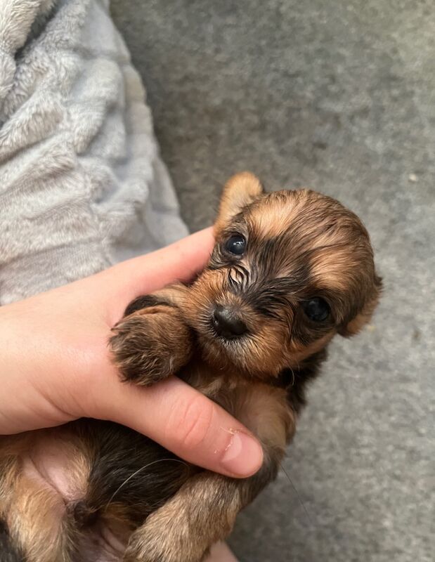 Chorkie puppies for sale in Hemel Hempstead, Hertfordshire