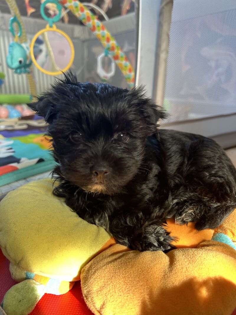 Colourful Yorkshire Terriers for sale in South Shields, Tyne and Wear - Image 1