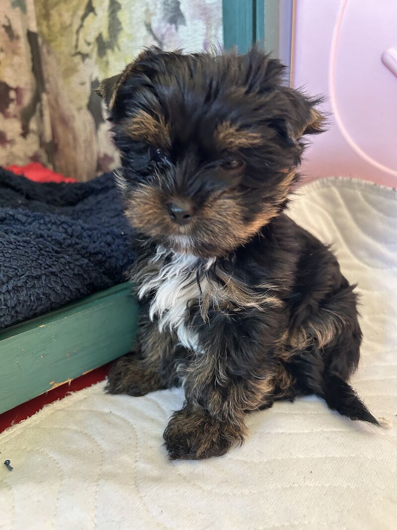 Colourful Yorkshire Terriers for sale in South Shields, Tyne and Wear - Image 3