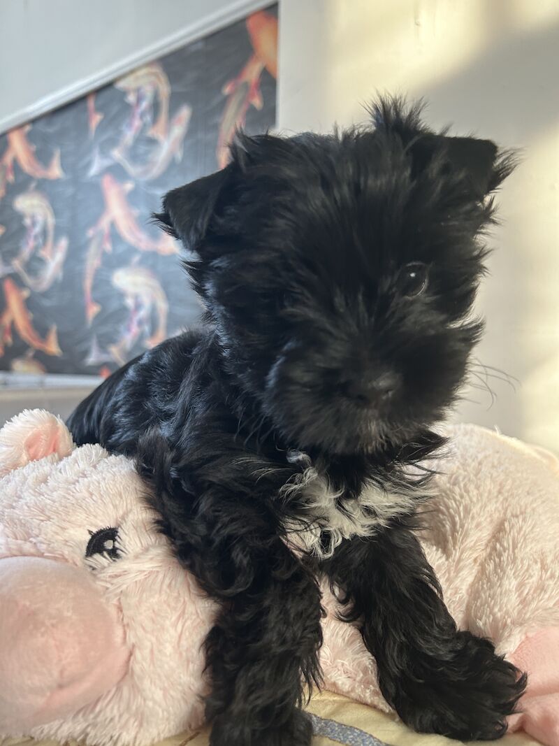 Colourful Yorkshire Terriers for sale in South Shields, Tyne and Wear - Image 6