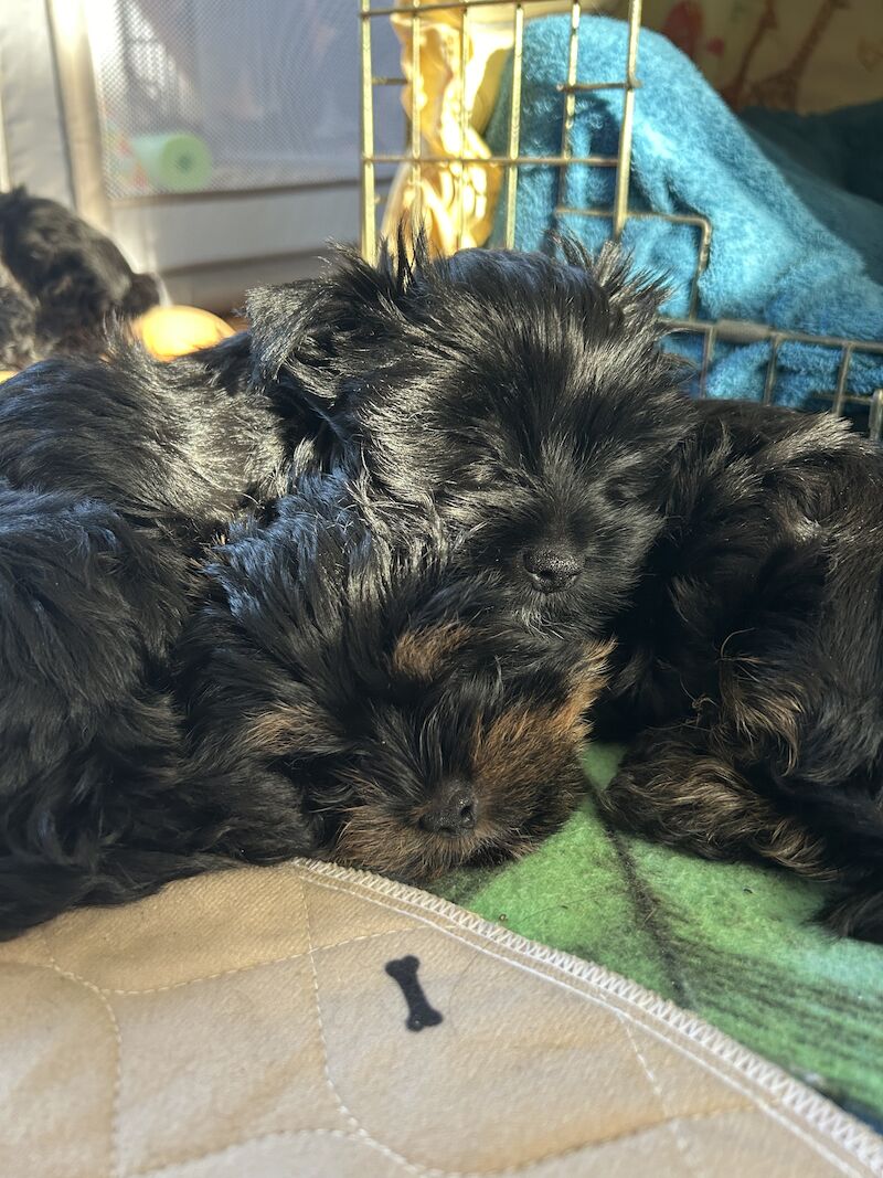 Colourful Yorkshire Terriers for sale in South Shields, Tyne and Wear - Image 8