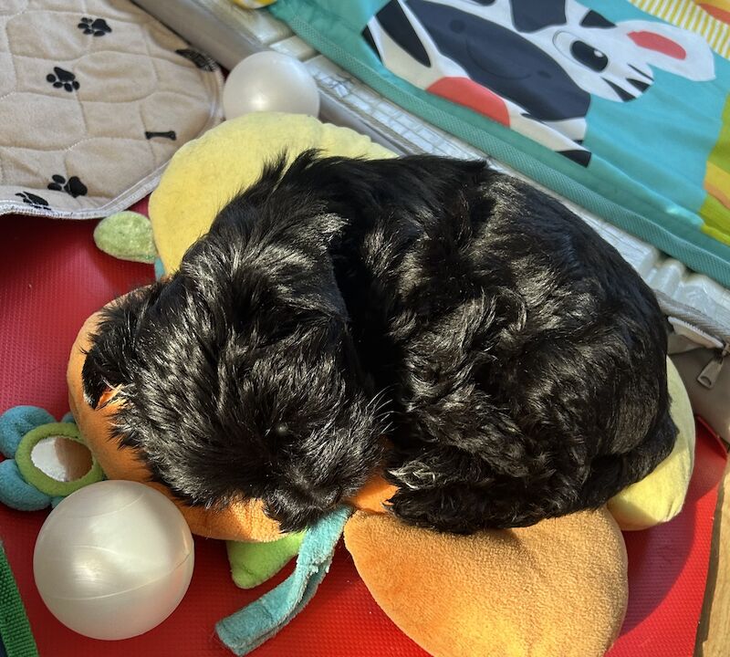 Colourful Yorkshire Terriers for sale in South Shields, Tyne and Wear - Image 9