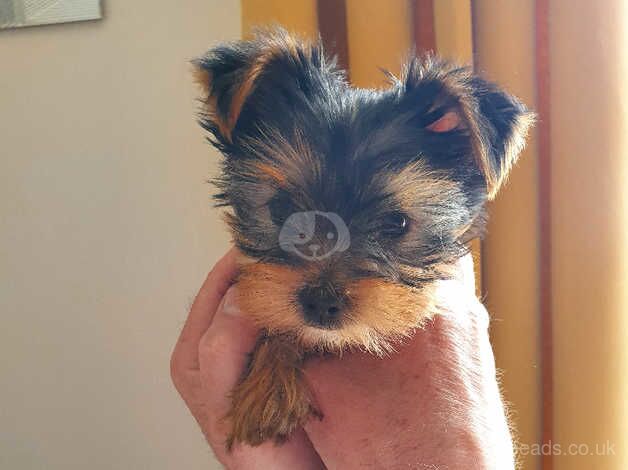 Cute little yorkie looking for his forever home for sale in Downpatrick, Down