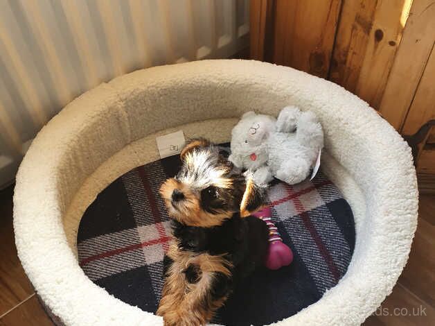 Cute little yorkie looking for his forever home for sale in Downpatrick, Down - Image 2