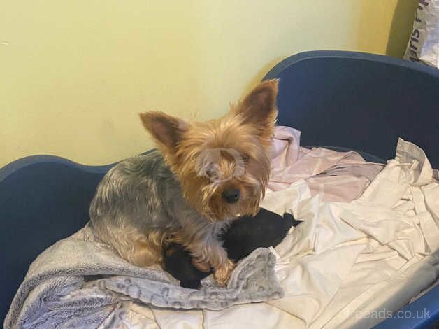 Cute little yorkie looking for his forever home for sale in Downpatrick, Down - Image 3