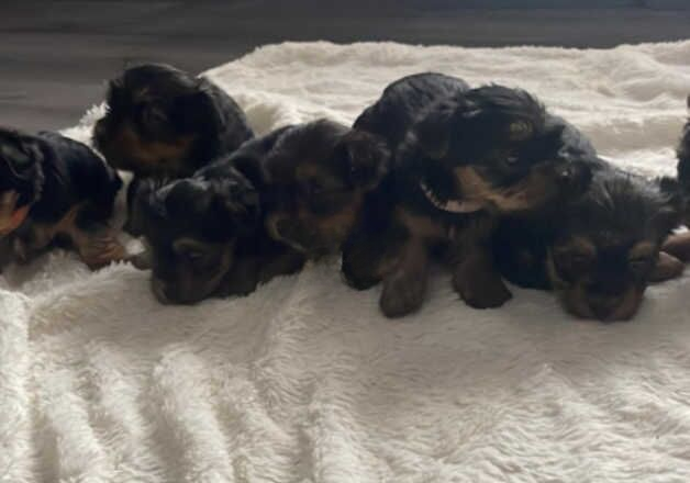 cute puppies are waiting for you for sale in Slough, Powys