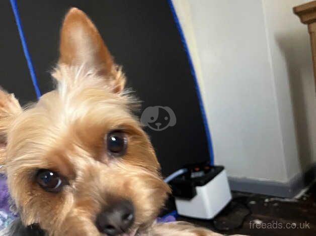 Cute Yorkshire terrier for sale £450 for sale in Chesterfield, Staffordshire - Image 1