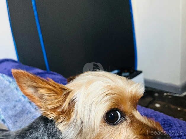 Cute Yorkshire terrier for sale £450 for sale in Chesterfield, Staffordshire - Image 2