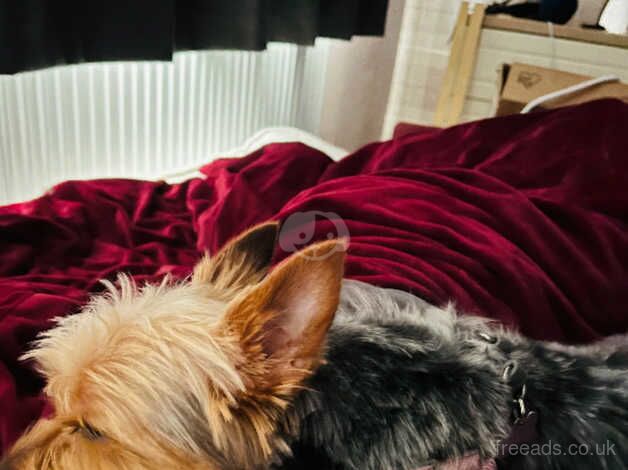 Cute Yorkshire terrier for sale £450 for sale in Chesterfield, Staffordshire - Image 4