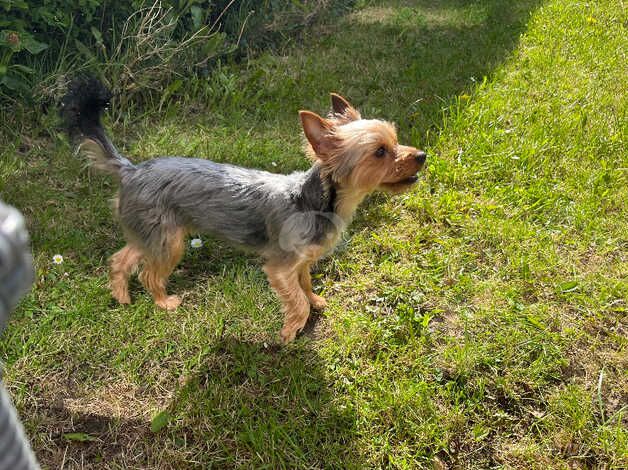 Cute Yorkshire terrier for sale £450 for sale in Chesterfield, Staffordshire - Image 5