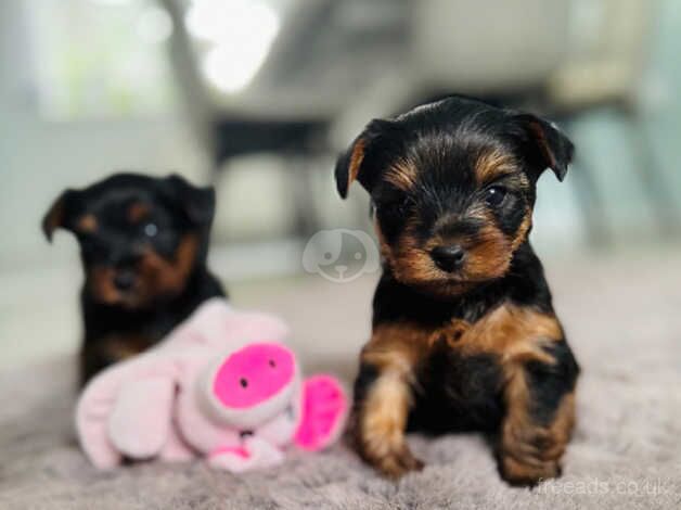 Cute Yorkshire terrier puppies for sale in Yeovil, Somerset